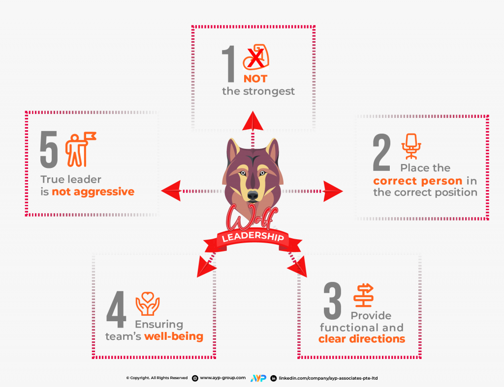 Wolf-Leadership-5-things-to-learn-from-Wolf-AYP